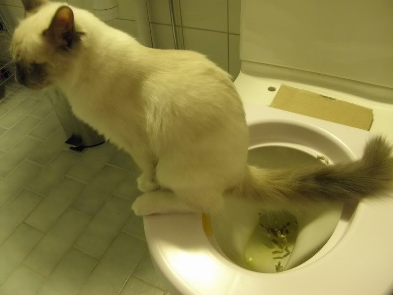 Furry pee hole Losing virginity video amateur